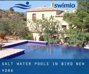 Salt Water Pools in Bird (New York)