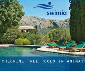 Chlorine Free Pools in Animas