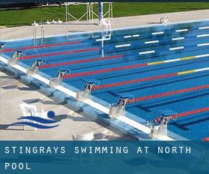 Stingrays Swimming at North Pool